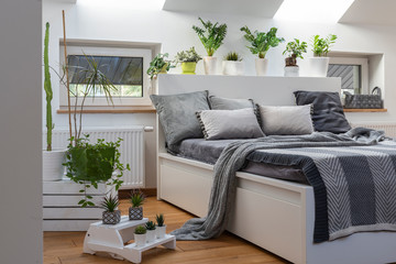 Spacious interior of bedroom with a lot of plants and grey pillows. Scandinavian design.