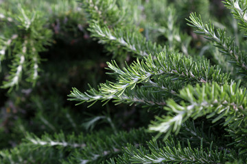 Fresh Rosemary Herb grow outdoor. Rosemary leaves Close-up