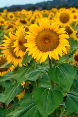 Fototapeta premium Field of sunflowers