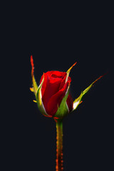 Red rose bud isolated on blue background