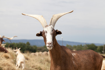 Goats in the field