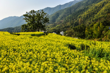 Crops in Wuyuan County, Shangrao City, Jiangxi, China: rape flowers