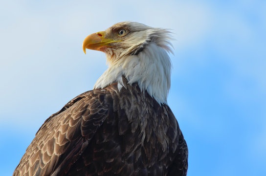 Bald Eagle in Ketchikan, Alaska