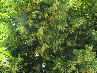 blooming linden in the sunlight
