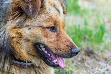 Portrait of a young shaggy dog close-up in profile_