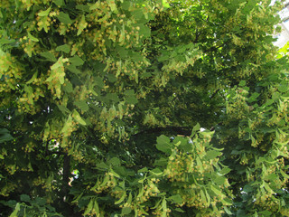 blooming linden in the sunlight
