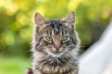 Portrait of a young fluffy cat on a blurry background with  bokeh_