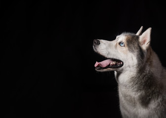 Siberian Husky sitting in front of a black background. Portrait of husky dog with blue eyes in studio. Dog looks at left. Copy space