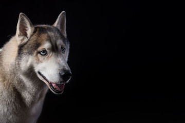 Siberian Husky sitting in front of a black background. Portrait of husky dog with blue eyes in studio.Dog looks at right. Copy space