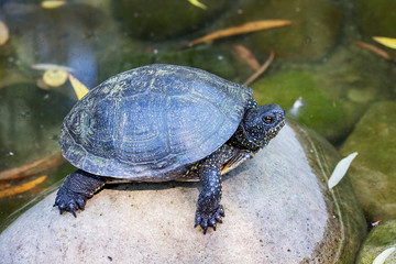 The tortoise on the stones in the river is warming in the sun_