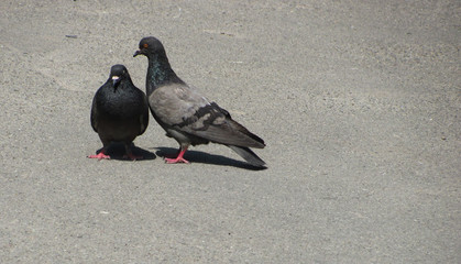 two doves, walking on the ground
