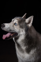 Naklejka premium Siberian Husky sitting in front of a black background. Portrait of husky dog with blue eyes in studio. Dog looks at left. Copy space