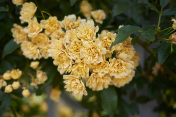 View of Rosa banksiae lutea.