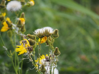Strandblume