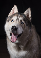 Siberian Husky sitting in front of a black background. Portrait of husky dog with blue eyes in studio. Copy space