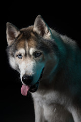 Siberian Husky sitting in front of a black background. Portrait of husky dog with blue eyes in studio. Copy space
