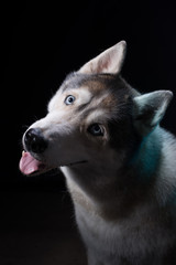 Siberian Husky sitting in front of a black background. Portrait of husky dog with blue eyes in studio. Dog looks up. Copy space