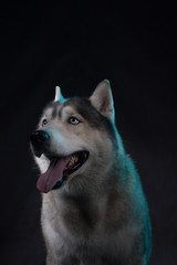 Siberian Husky sitting in front of a black background. Portrait of husky dog with blue eyes in studio. Cinema noir light. Copy space