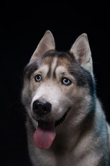 Siberian Husky sitting in front of a black background. Portrait of husky dog with blue eyes in studio. Copy space
