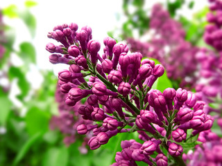 Flowering branch of lilac in the spring. Lilac in the garden.
