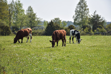 Grazing cattle in a bright pastureland
