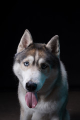 Siberian Husky sitting in front of a black background. Portrait of husky dog with blue eyes in studio. Cinema noir light. Copy space