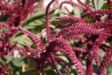 Amaranthus red inflorescence.