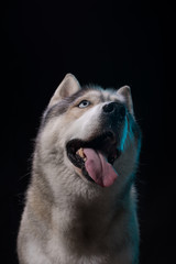 Siberian Husky sitting in front of a black background. Portrait of husky dog with blue eyes in studio. Dog looks up. Copy space