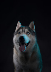 Siberian Husky sitting in front of a black background. Portrait of husky dog with blue eyes in studio. Cinema noir light. Copy space