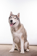 Cute Siberian Husky sitting in front of a white background. Portrait of husky dog with blue eyes isolated on white. Copy space