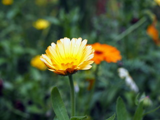 Gartenblumen