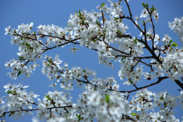 Blossoming plum flowers on sunny blue sky background