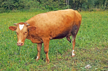 Brown-haired cow grazing in a green meadow on a sunny summer day