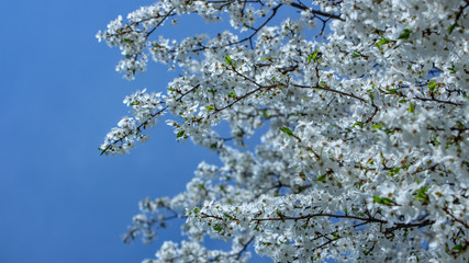 Blossoming plum flowers on sunny blue sky background
