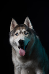 Siberian Husky sitting in front of a black background. Portrait of husky dog with blue eyes in studio. Copy space
