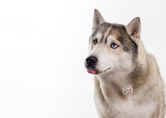Fototapeta premium Siberian Husky sitting around soap bubbles in front of a white background. Portrait of husky dog with blue eyes isolated on white. Dog look at left. Copy space