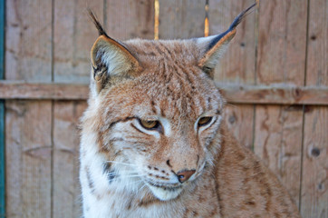 Fototapeta premium Lynx with gray beige white wool sits in a cage in the park
