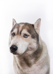 Cute Siberian Husky sitting in front of a white background. Portrait of husky dog with blue eyes isolated on white. Copy space