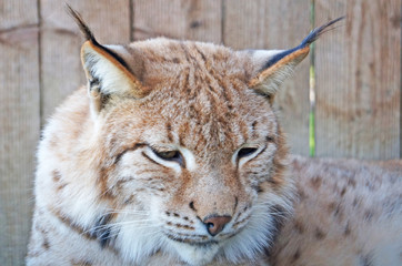 Obraz premium Lynx with gray beige white wool sits in a cage in the park
