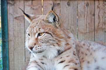Lynx with gray beige white wool sits in a cage in the park