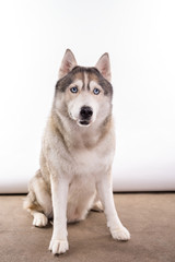 Cute Siberian Husky sitting in front of a white background. Portrait of husky dog with blue eyes isolated on white. Copy space