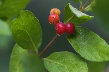 red current berries 