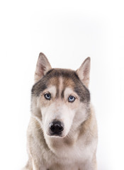 Cute Siberian Husky sitting in front of a white background. Portrait of husky dog with blue eyes...