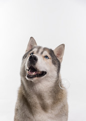 Siberian Husky sitting around soap bubbles in front of a white background. Portrait of husky dog with blue eyes isolated on white. Copy space
