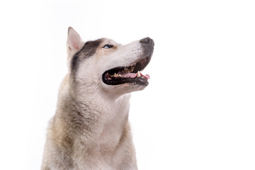 Cute Siberian Husky sitting in front of a white background. Portrait of husky dog with blue eyes isolated on white. Dog looks at right. Copy space