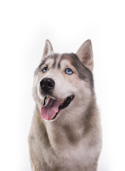Naklejka na ściany i meble Cute Siberian Husky sitting in front of a white background. Portrait of husky dog with blue eyes isolated on white. Copy space