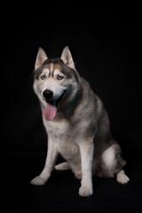Obraz premium Siberian Husky sitting in front of a black background. Portrait of husky dog with blue eyes in studio. Copy space