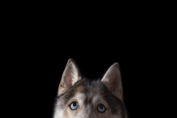 Siberian Husky sitting in front of a black background. Portrait of husky dog with blue eyes in studio. Dog looks up. Copy space