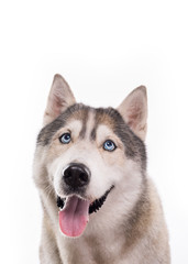 Cute Siberian Husky sitting in front of a white background. Portrait of husky dog with blue eyes isolated on white. Copy space