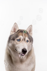 Siberian Husky sitting around soap bubbles in front of a white background. Portrait of husky dog with blue eyes isolated on white. Copy space